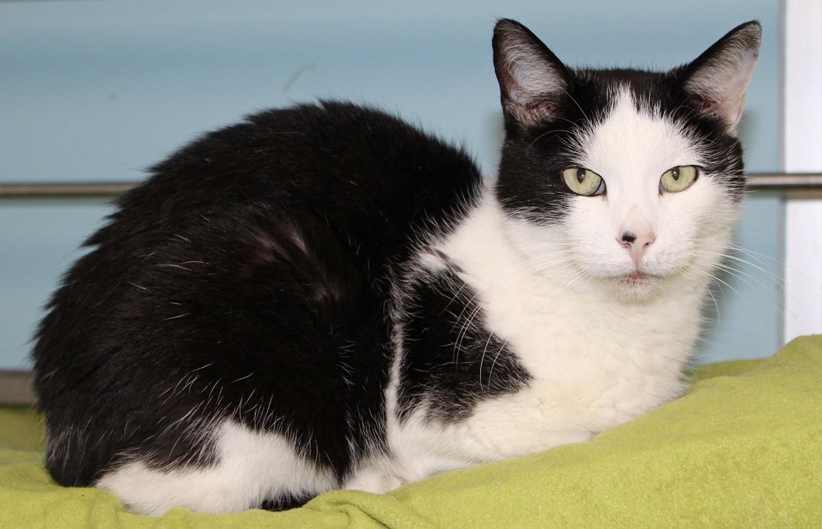 Picasso, an adoptable Domestic Short Hair in Shelbyville, KY, 40065 | Photo Image 2
