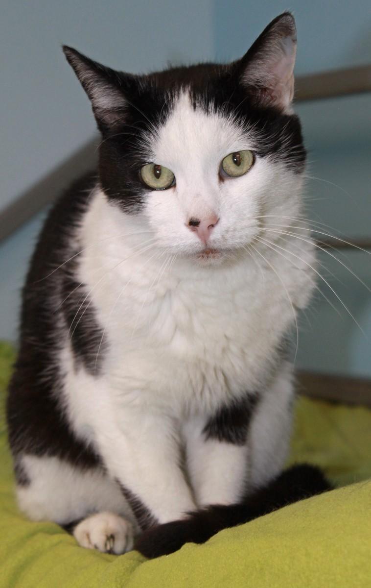 Picasso, an adoptable Domestic Short Hair in Shelbyville, KY, 40065 | Photo Image 3