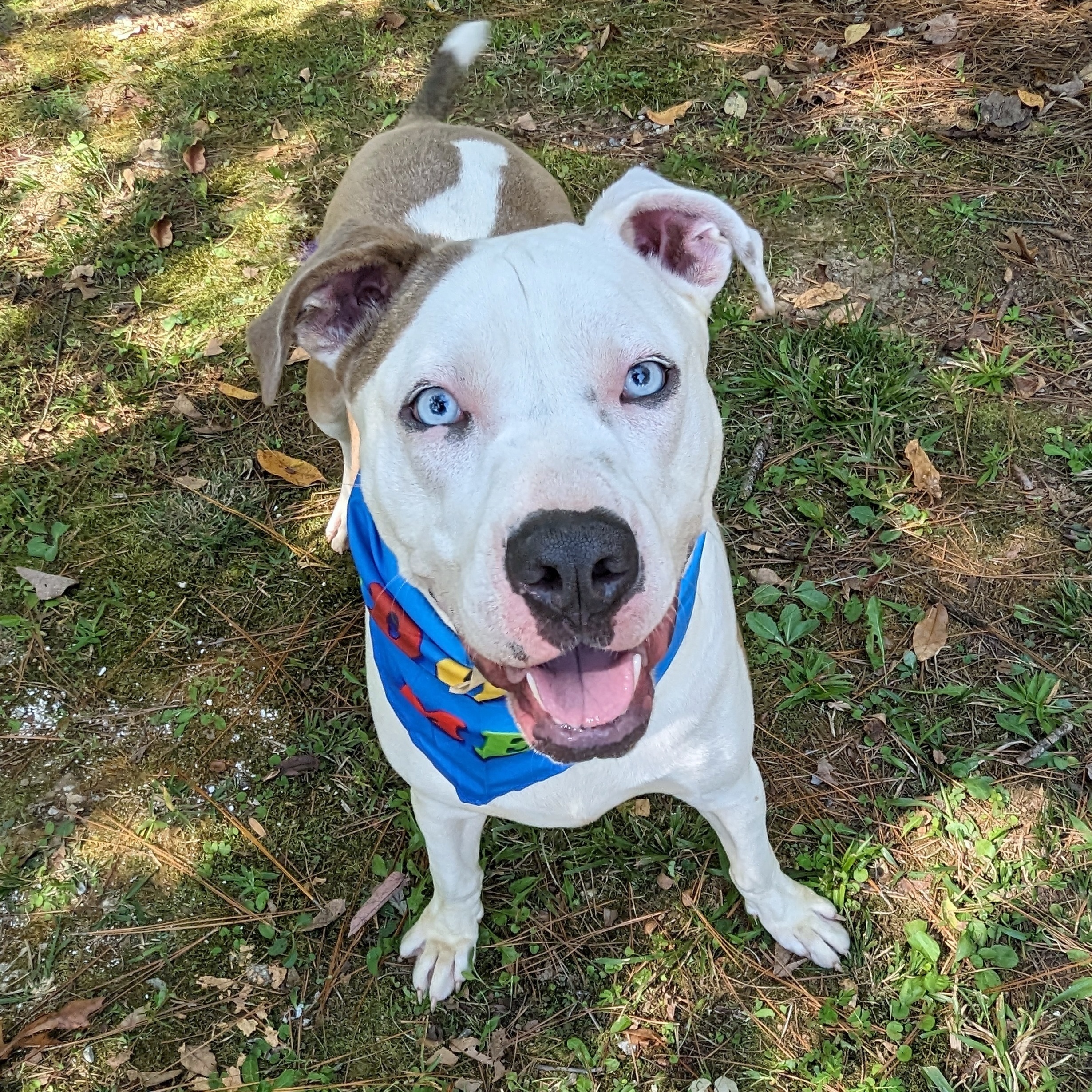 Enlarge Buddy, a Adoptable mixed breed in Helena, AL image 3/5
