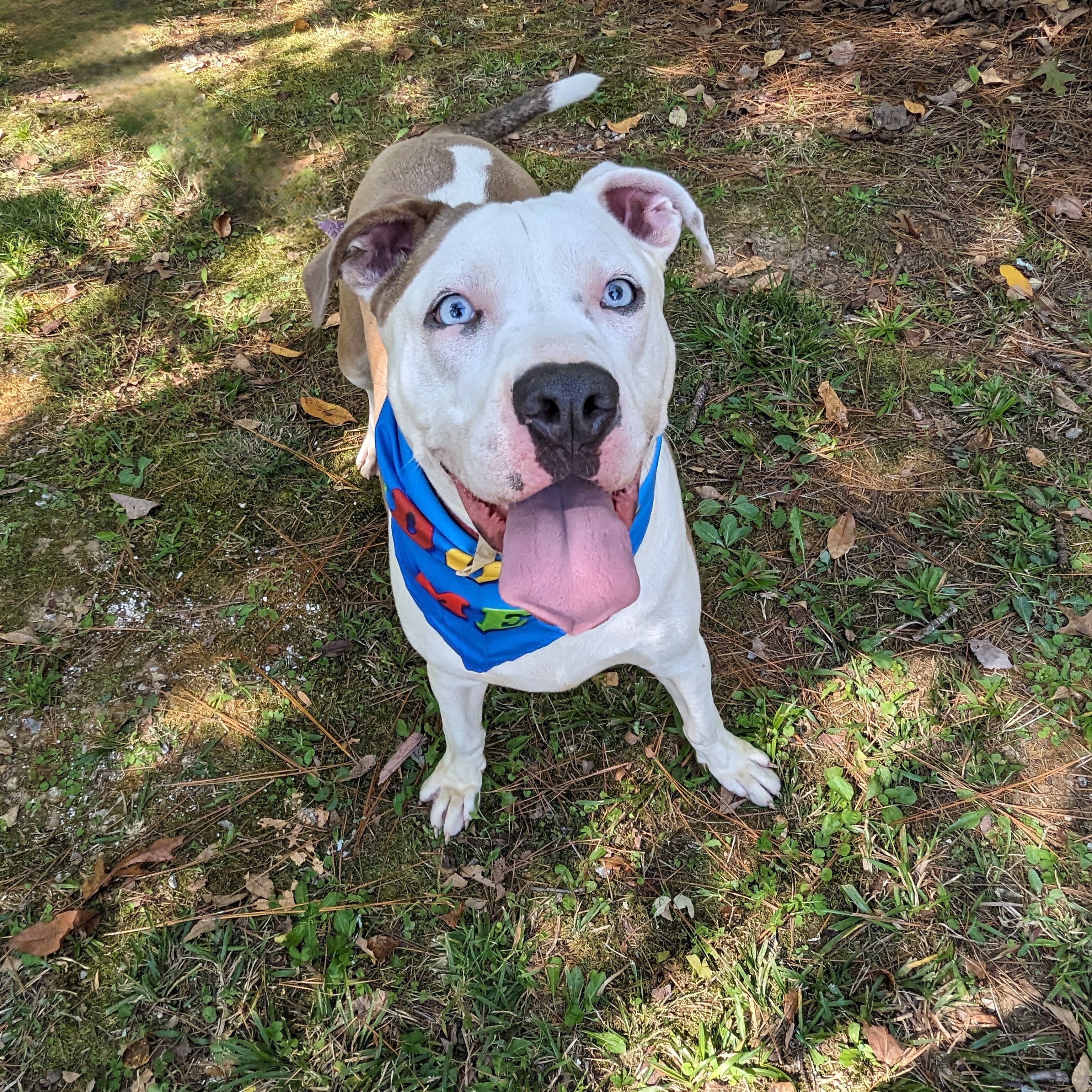 Enlarge Buddy, a Adoptable mixed breed in Helena, AL image 5/5