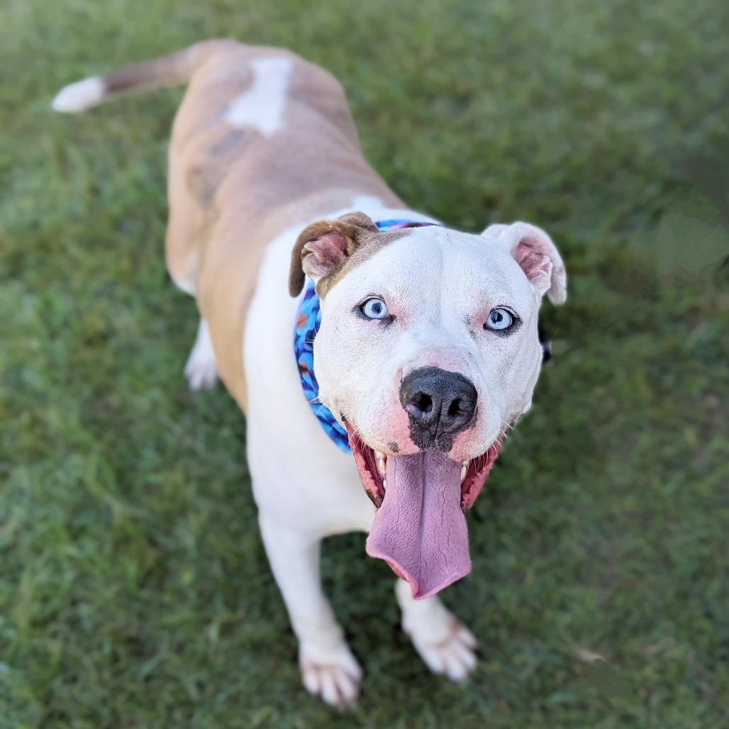 Enlarge Buddy, a Adoptable mixed breed in Helena, AL image 1/5