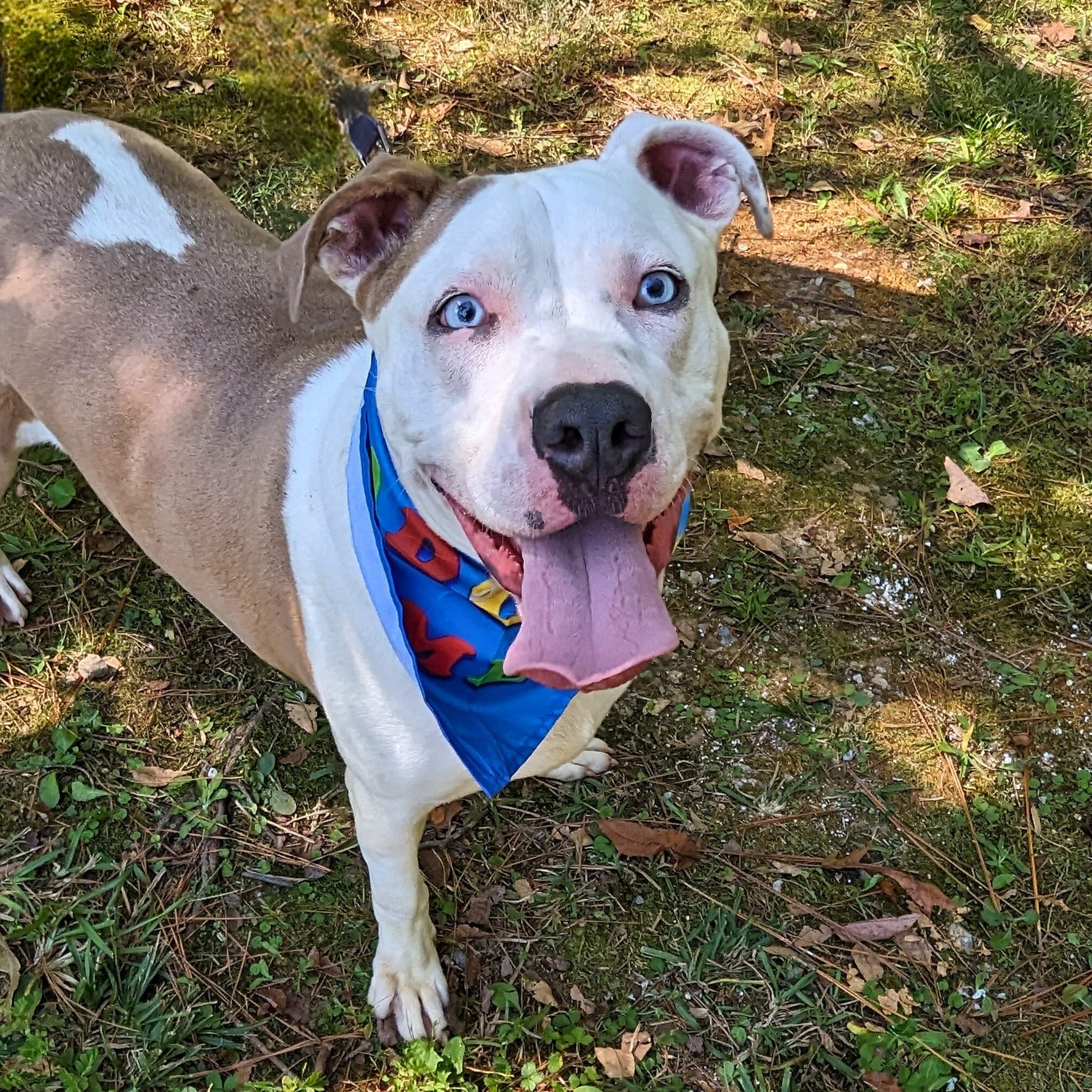 Enlarge Buddy, a Adoptable mixed breed in Helena, AL image 2/5