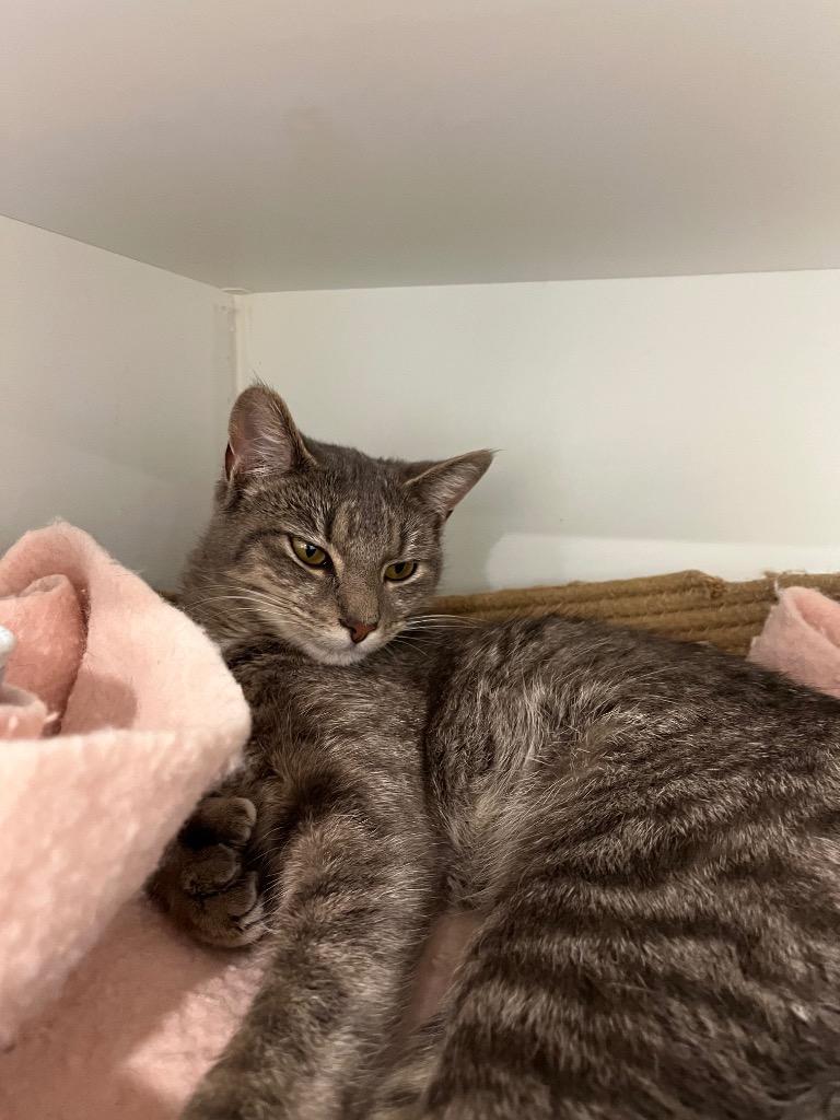 Dafny, Adoptable, Kitten Female Domestic Short Hair.