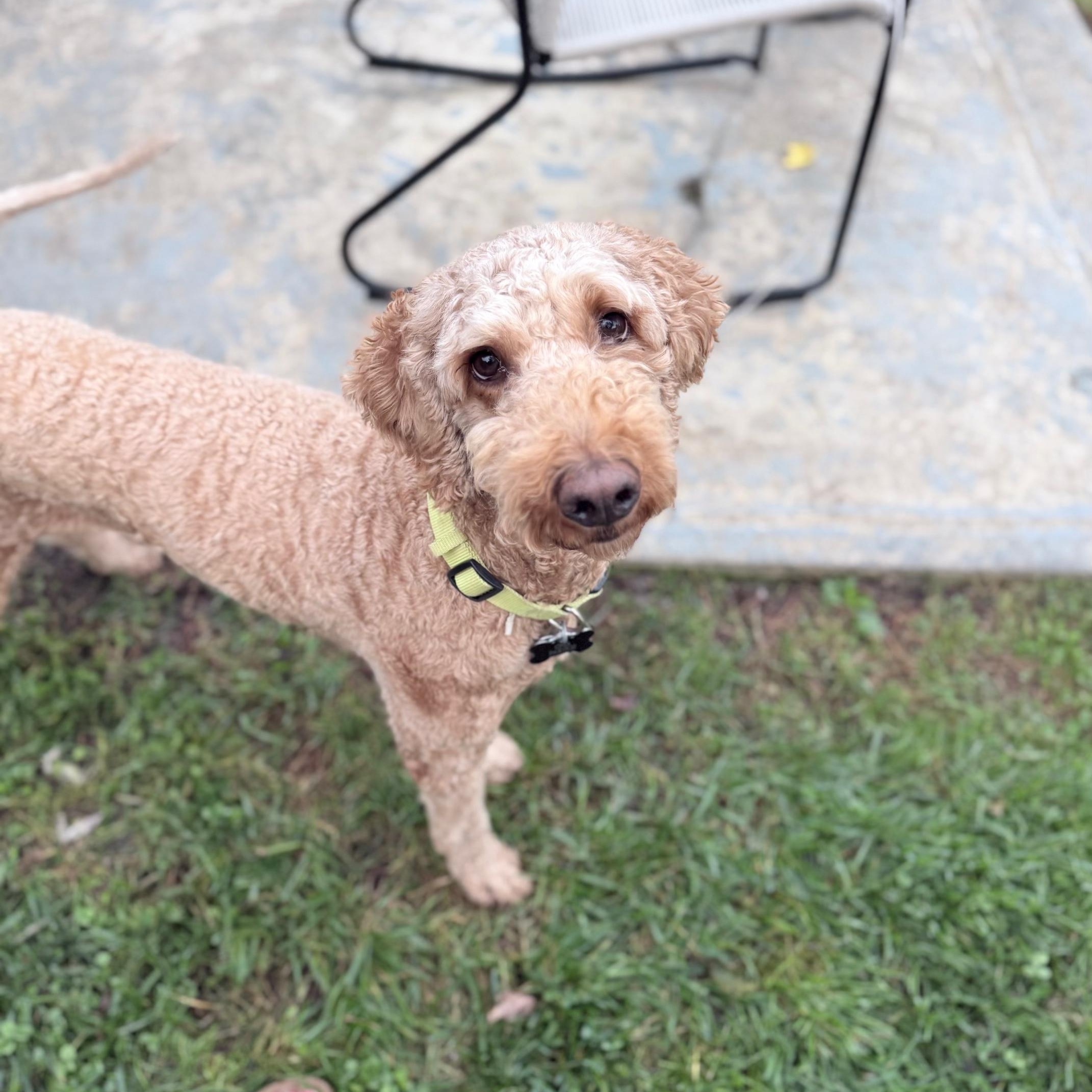 Enlarge ONA-OHIO, a Adopted Goldendoodle in Houston, TX image 5/6