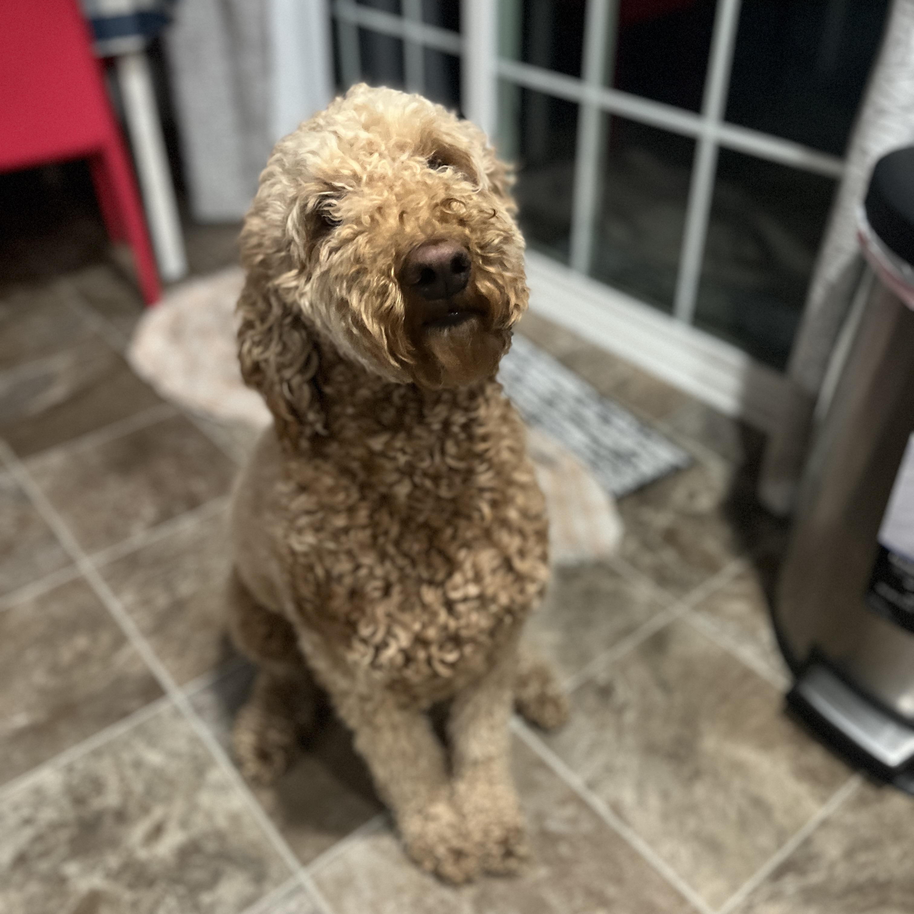 Enlarge ONA-OHIO, a Adopted Goldendoodle in Houston, TX image 2/6
