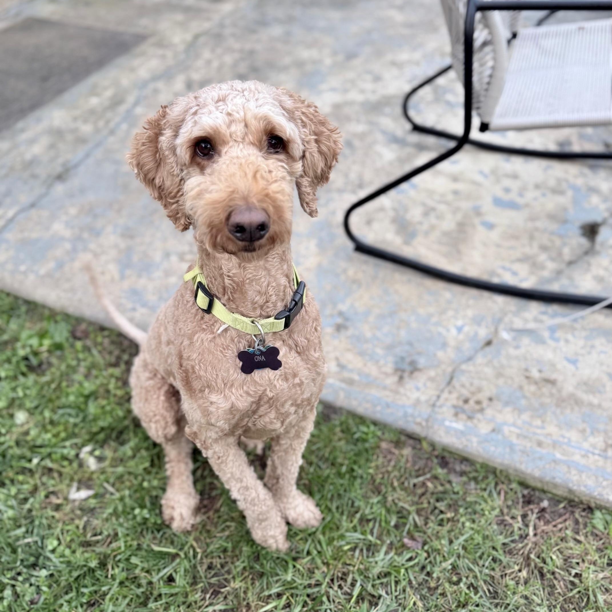 Enlarge ONA-OHIO, a Adopted Goldendoodle in Houston, TX image 3/6