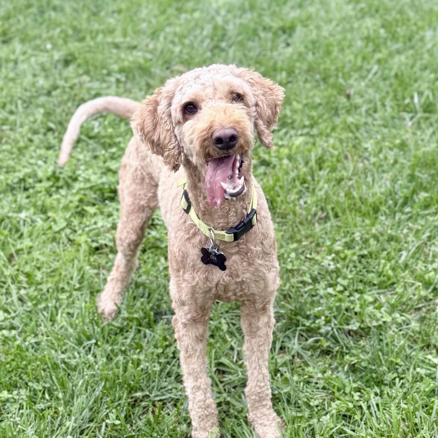 Enlarge ONA-OHIO, a Adopted Goldendoodle in Houston, TX image 1/6