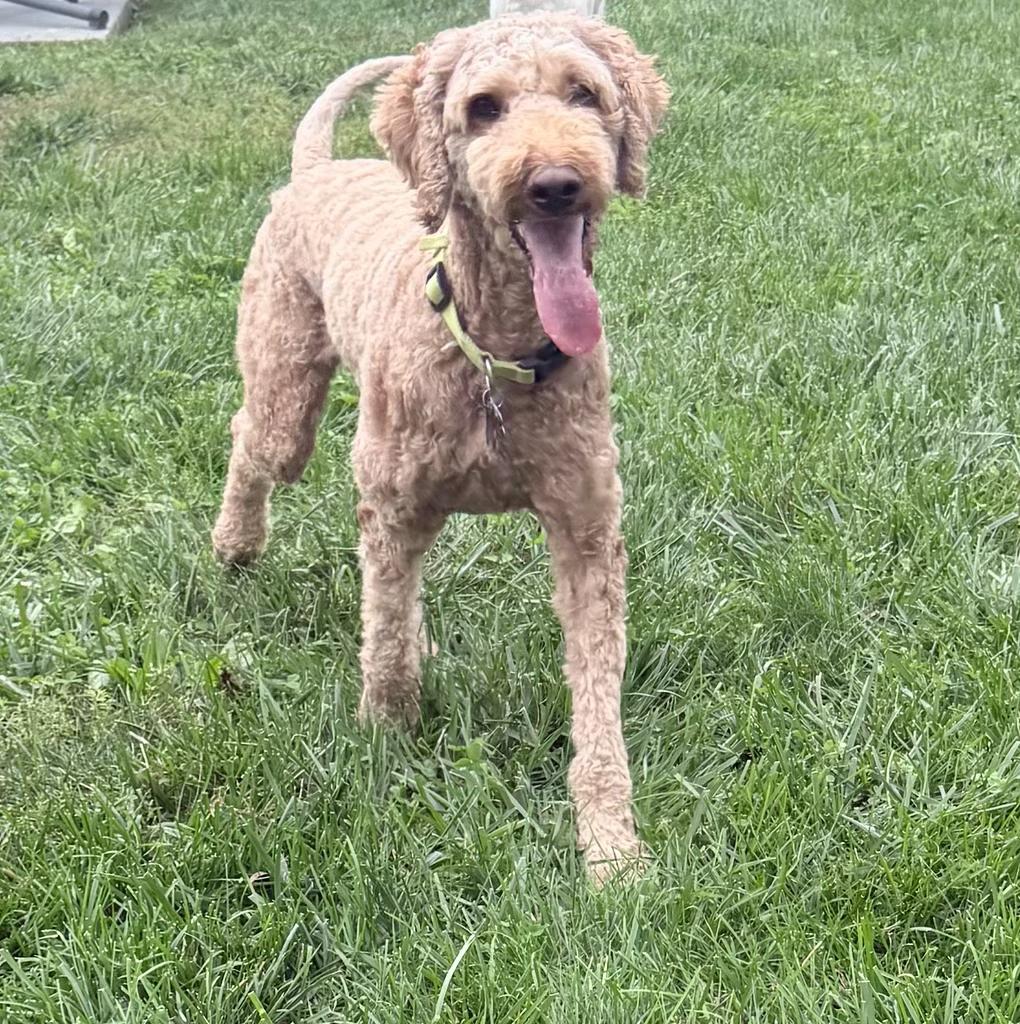 Enlarge ONA-OHIO, a Adopted Goldendoodle in Houston, TX image 4/6
