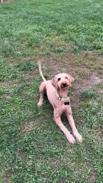 Enlarge ONA-OHIO, a Adopted Goldendoodle in Houston, TX video 6/6