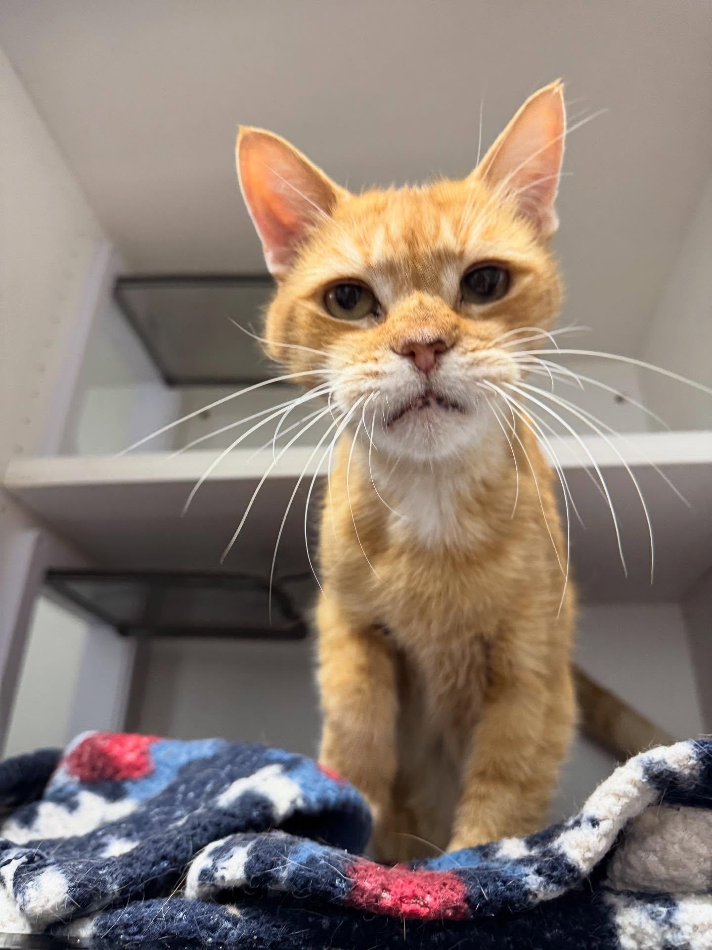 Haggis (FIV+), ADOPTABLE, Senior Male Domestic Short Hair.