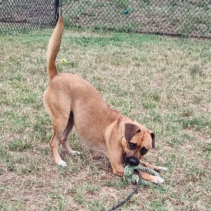 Tessa, a Adoptable mixed breed in Springdale, AR image 1/6