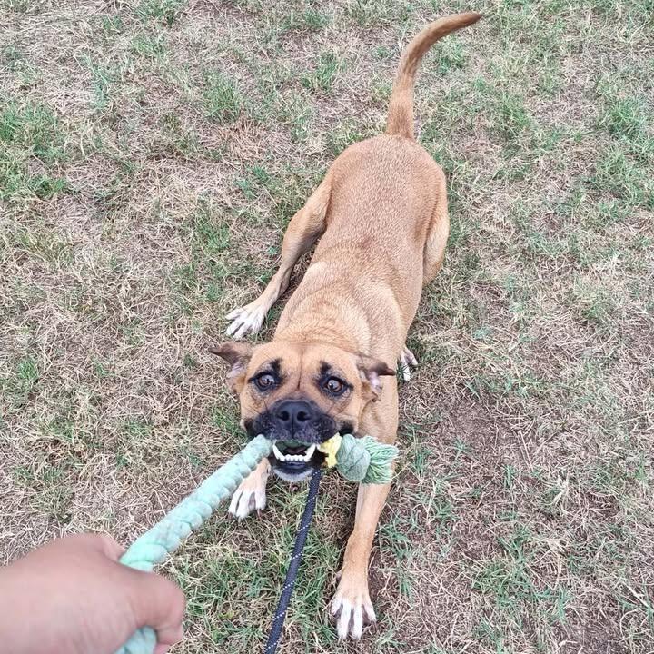 Tessa, a Adoptable mixed breed in Springdale, AR image 2/6