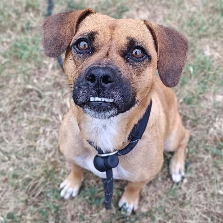 Tessa, a Adoptable mixed breed in Springdale, AR image 3/6