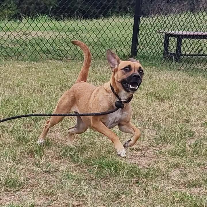 Tessa, a Adoptable mixed breed in Springdale, AR image 4/6