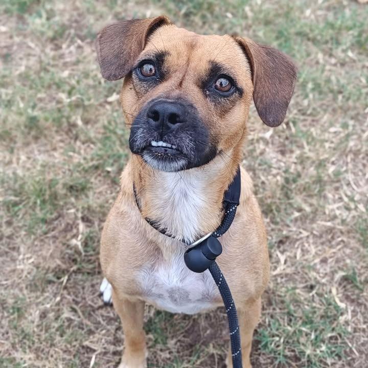 Tessa, a Adoptable mixed breed in Springdale, AR image 5/6