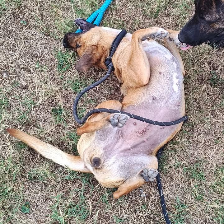 Tessa, a Adoptable mixed breed in Springdale, AR image 6/6