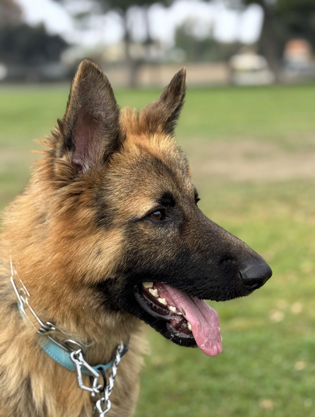Enlarge Buck, a Adoptable German Shepherd Dog in Irvine, CA image 2/2