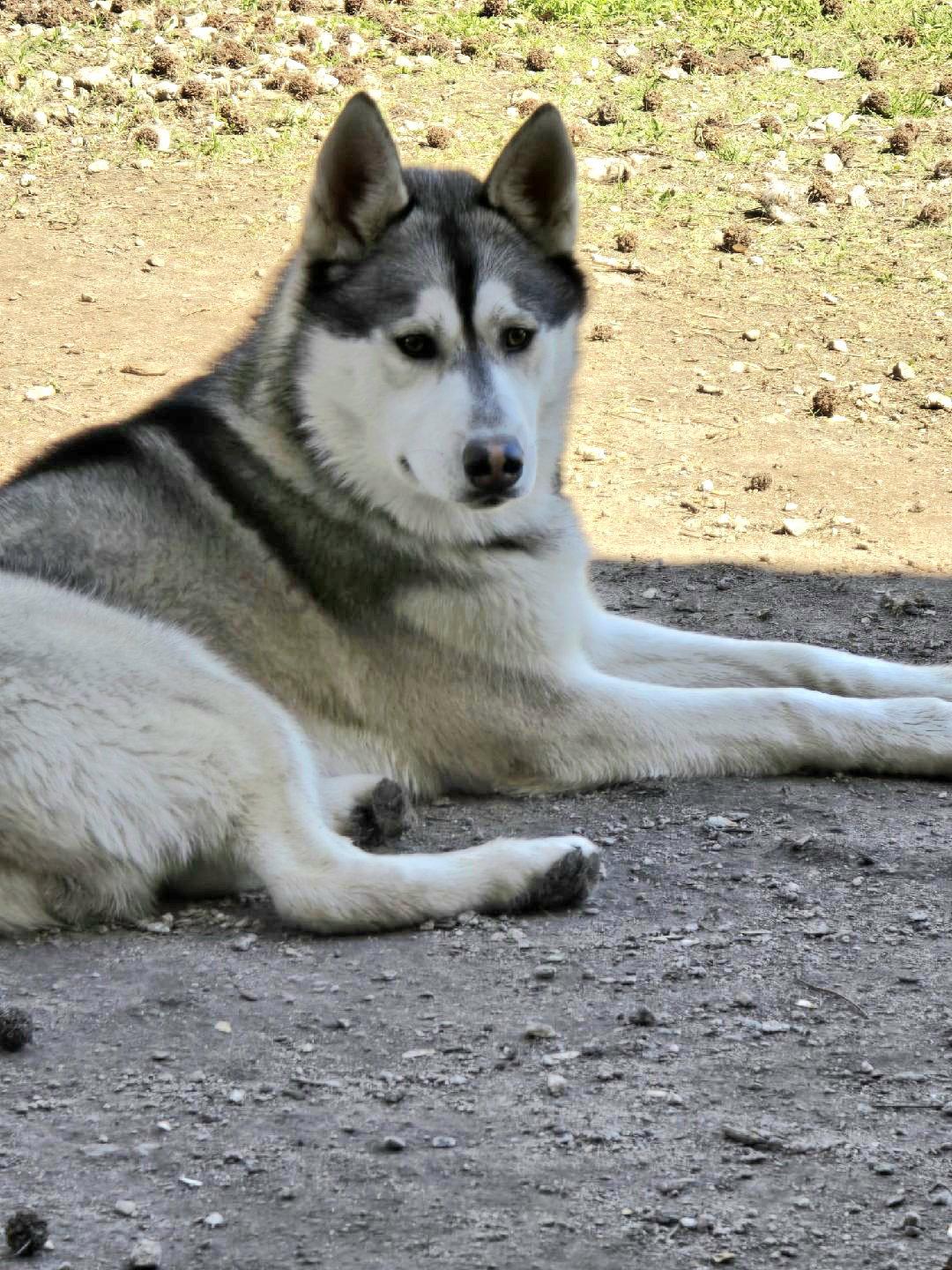 Duke - ON HOLD - NO MORE APPLICATIONS, Adoptable, Adult Male Siberian Husky.