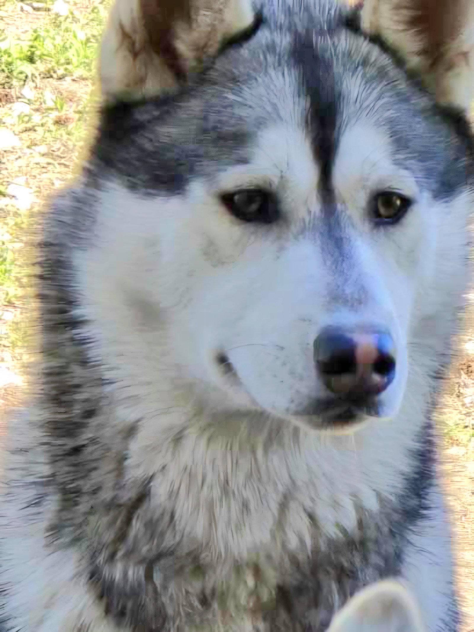 Enlarge Duke - ON HOLD - NO MORE APPLICATIONS, a Adoptable Siberian Husky in Millersville, MD image 2/3