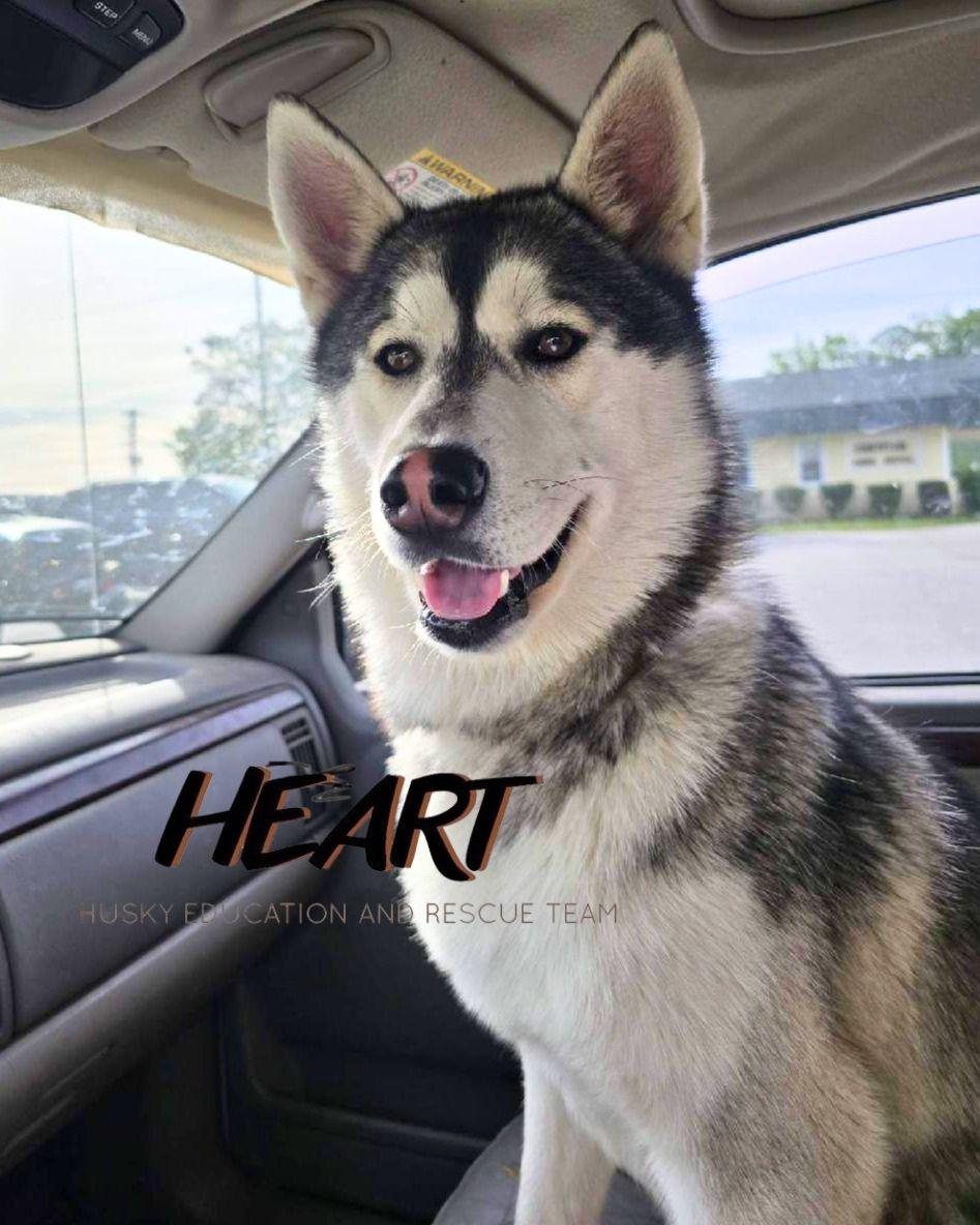 Enlarge Duke - ON HOLD - NO MORE APPLICATIONS, a Adoptable Siberian Husky in Millersville, MD image 3/3
