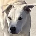 Pumpernickel, Adoptable, Young Male Yellow Labrador Retriever.