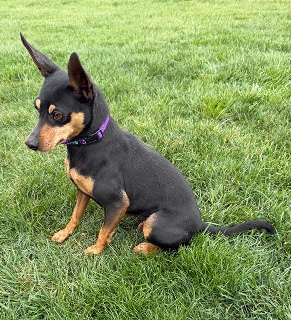 Enlarge Chelsea , a ADOPTABLE Miniature Pinscher in Saint Louis, MO image 2/3