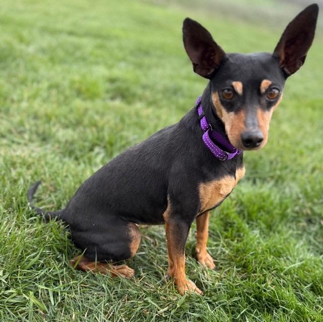 Chelsea , ADOPTABLE, Adult Female Miniature Pinscher.