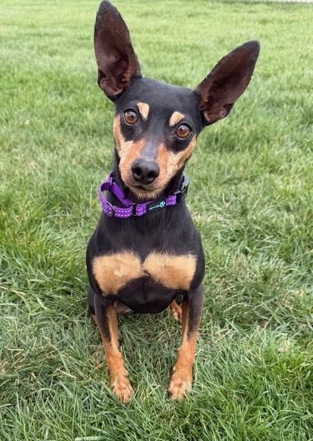 Enlarge Chelsea , a ADOPTABLE Miniature Pinscher in Saint Louis, MO image 3/3