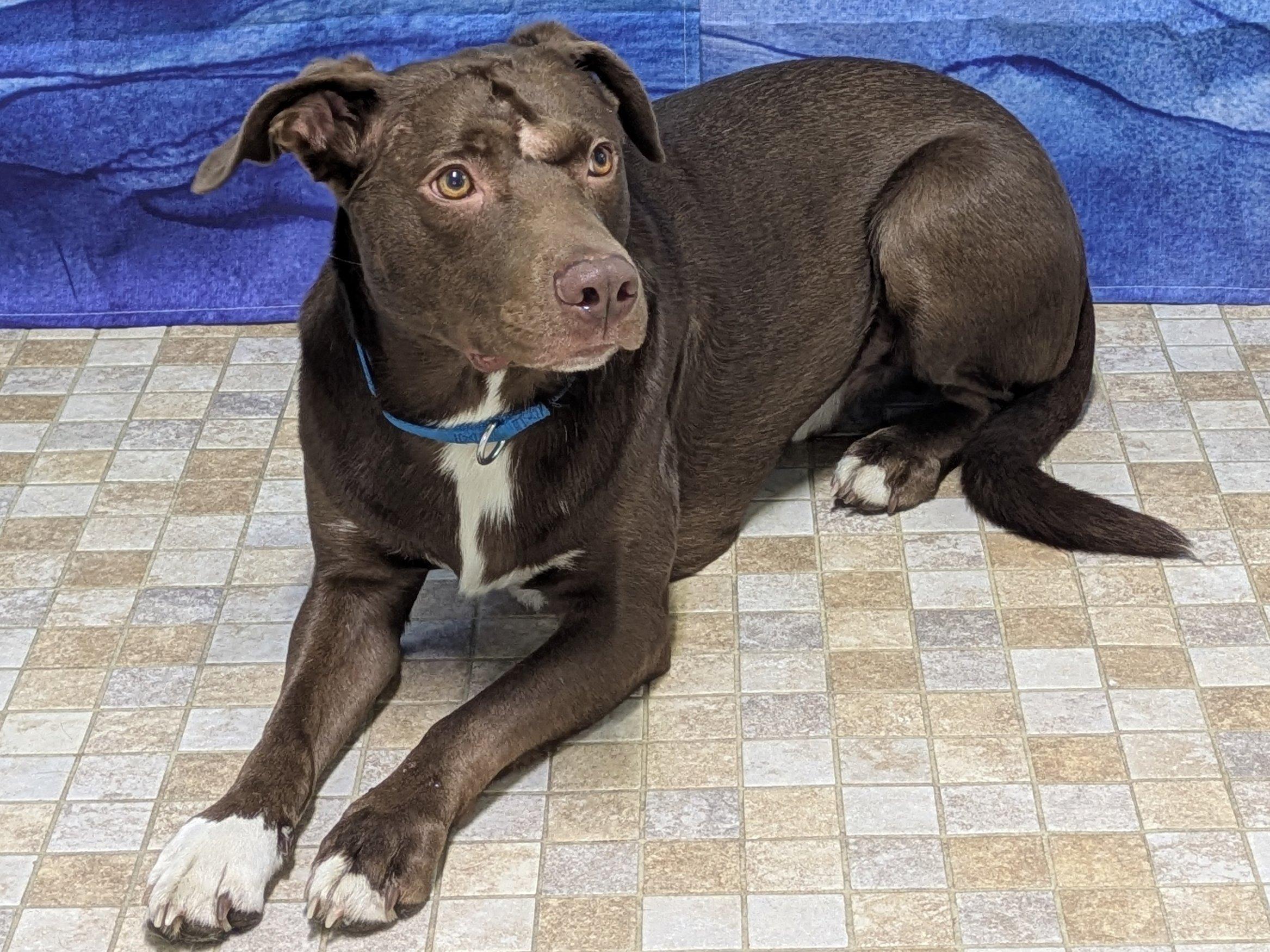 Enlarge Charlie, an adopted mixed breed in North Bend, WA image 5/6