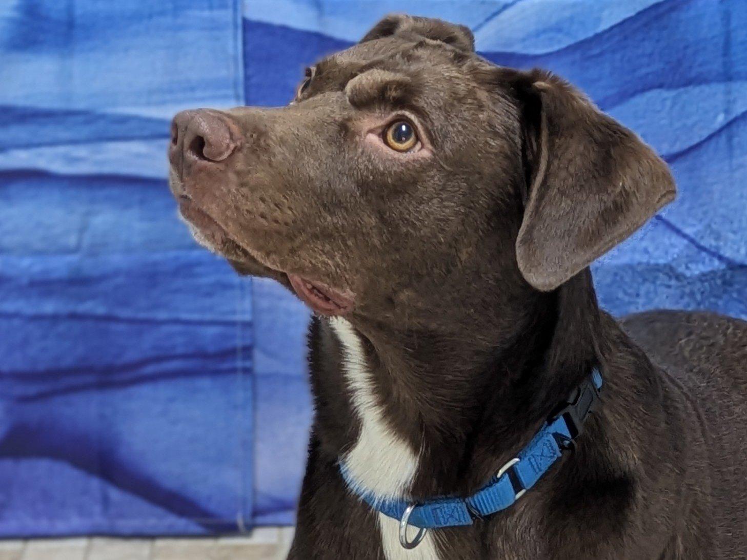 Enlarge Charlie, an adopted mixed breed in North Bend, WA image 4/6