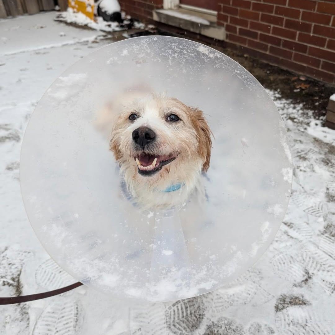 Diego, an adopted mixed breed in Detroit, MI image 3/6