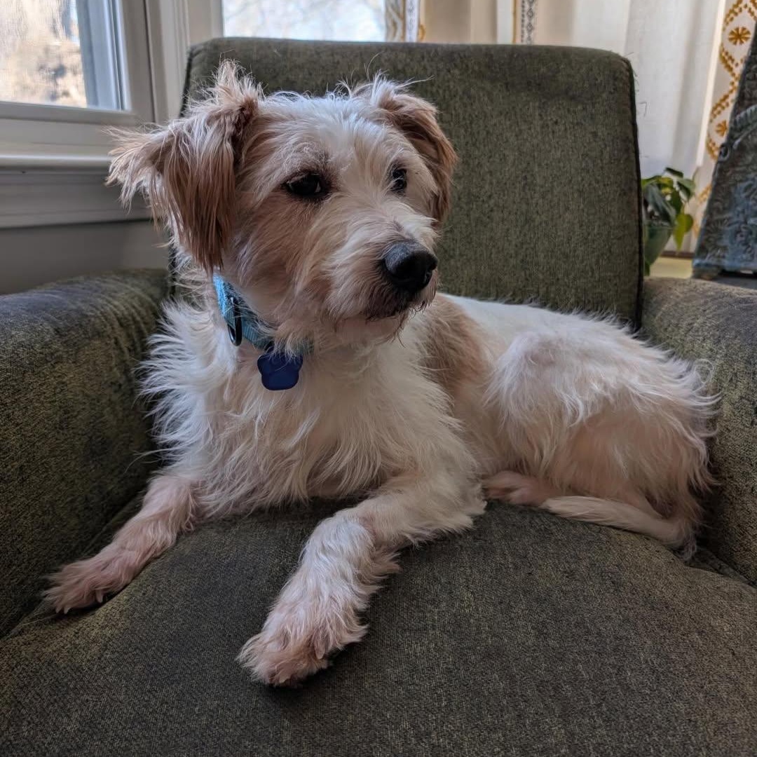 Diego, an adopted mixed breed in Detroit, MI image 2/6