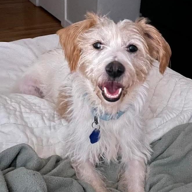 Diego, an adopted mixed breed in Detroit, MI image 5/6