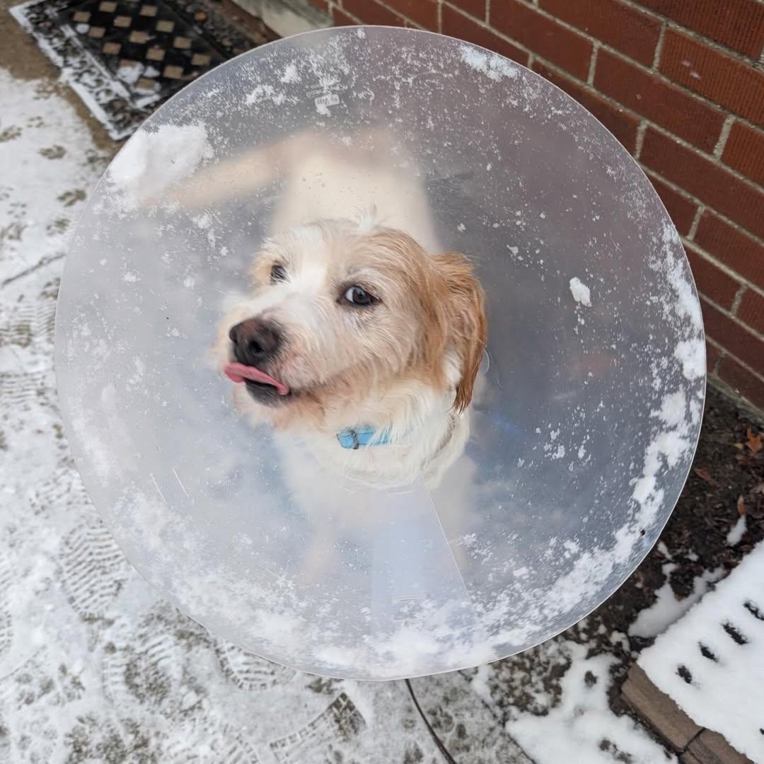 Diego, an adopted mixed breed in Detroit, MI image 6/6