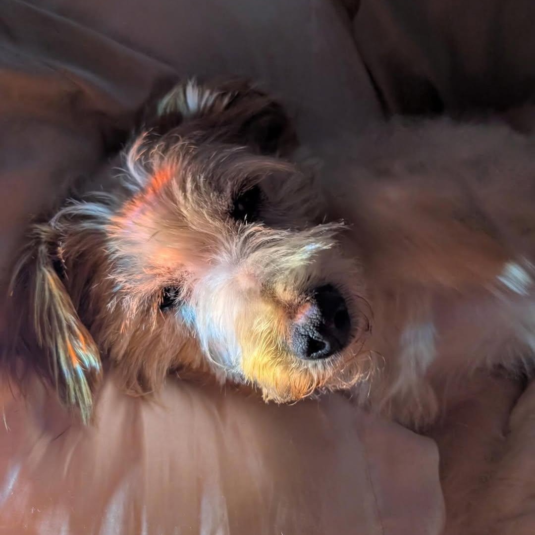 Diego, an adopted mixed breed in Detroit, MI image 1/6