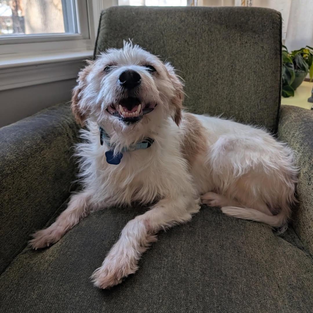 Diego, an adopted mixed breed in Detroit, MI image 4/6