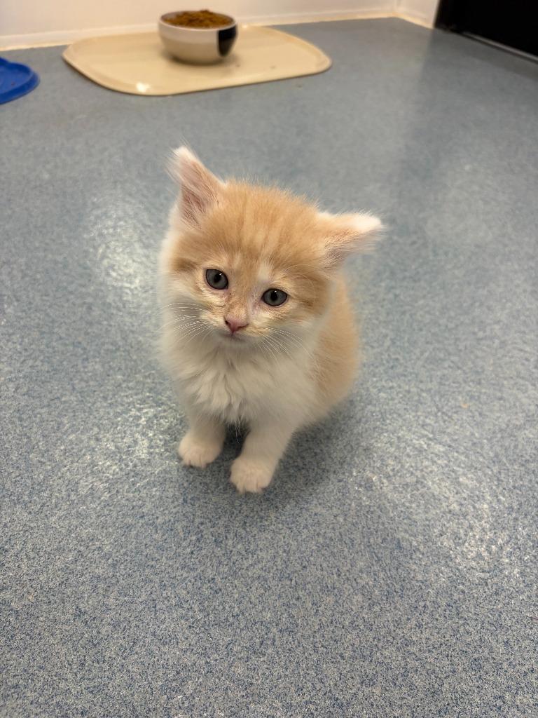 (C) Teddy Bear (Chino), Adopted, Kitten Male Domestic Long Hair.