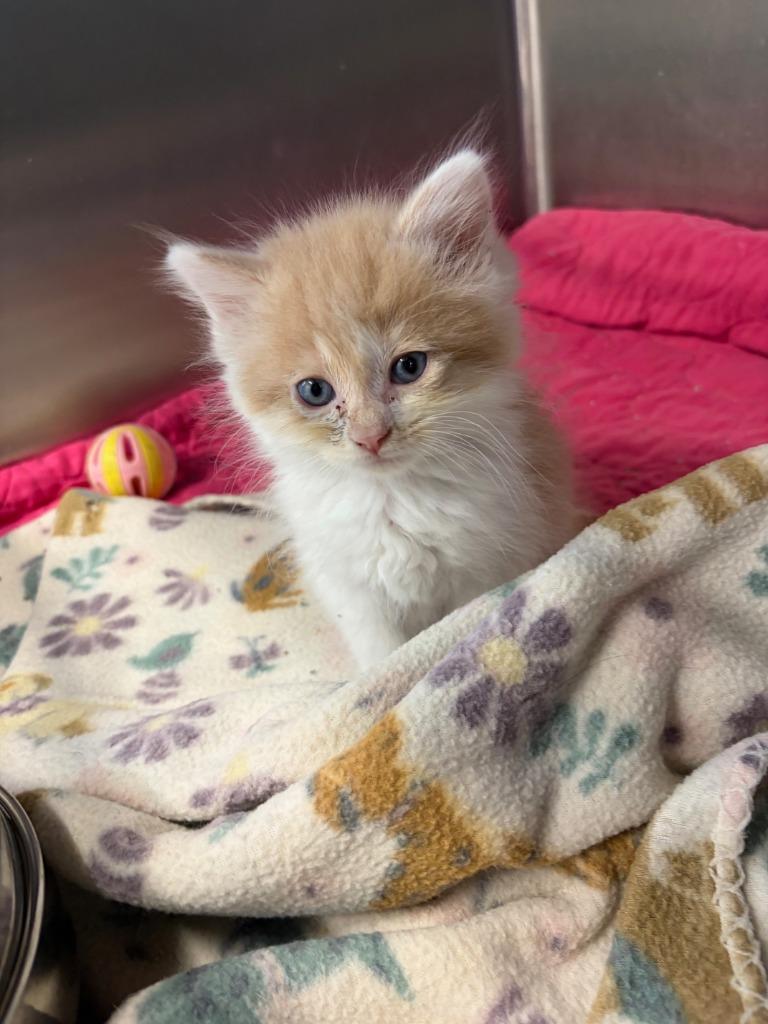 (C) Teddy Bear (Chino), a Adopted mixed breed in Portland, IN image 2/3