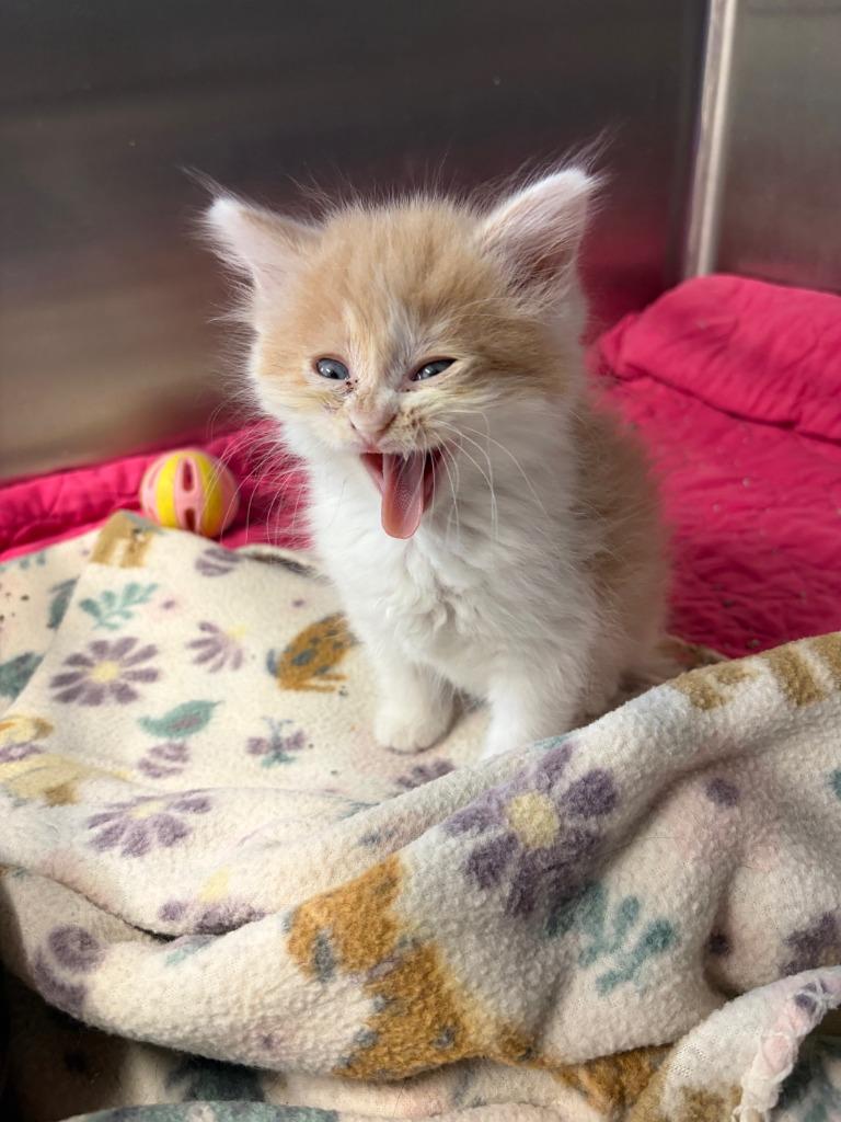 (C) Teddy Bear (Chino), a Adopted mixed breed in Portland, IN image 3/3