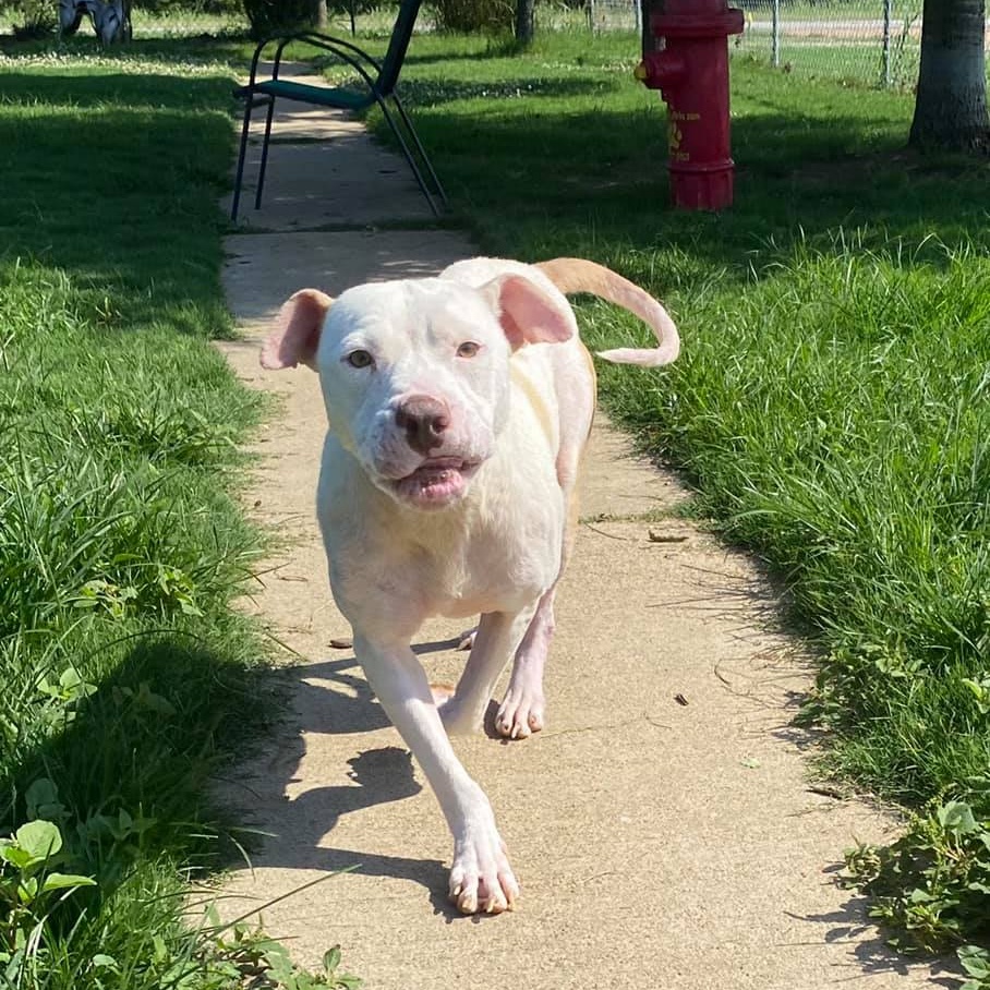 Laynie, Adult Female Mixed Breed