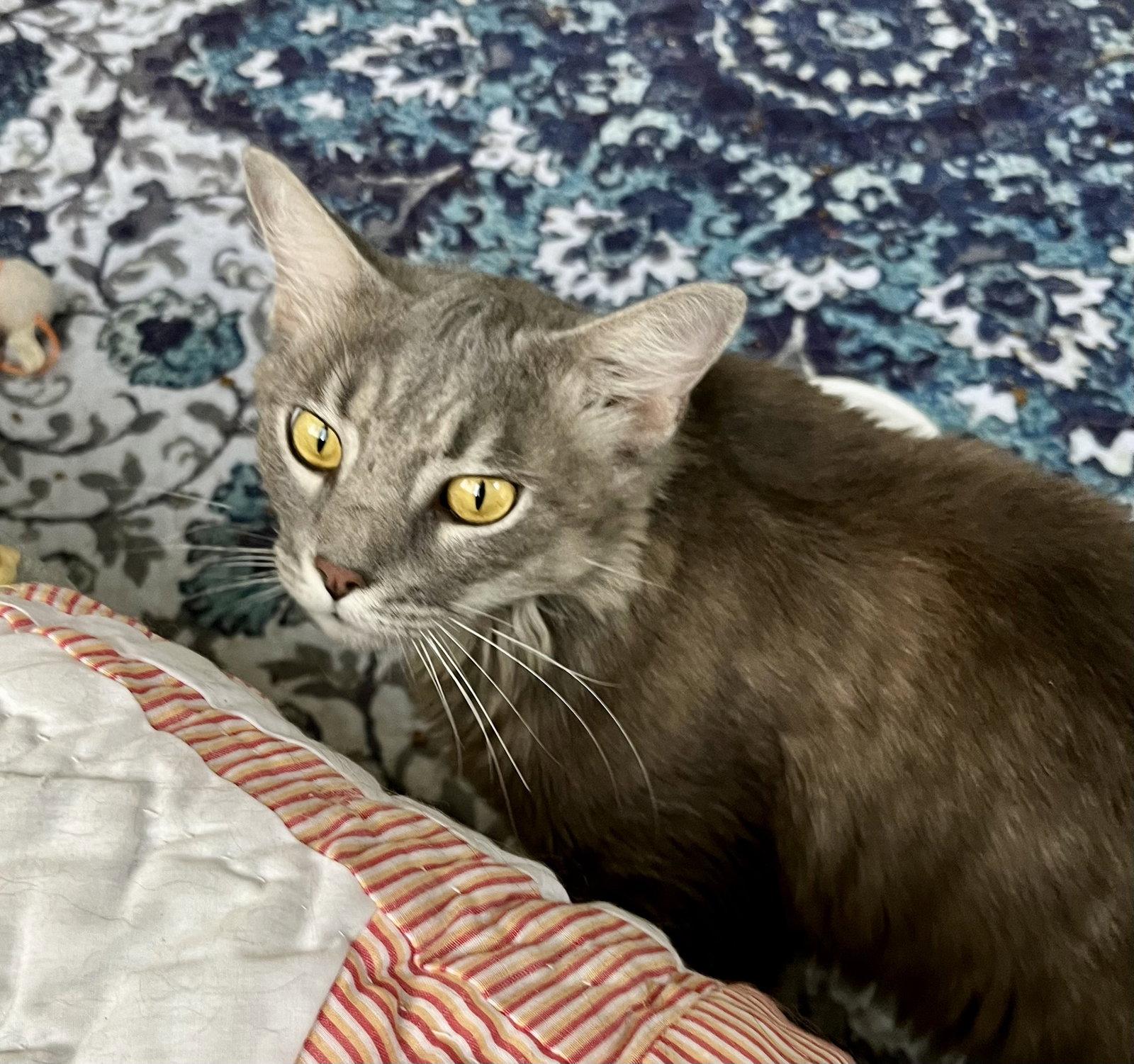 Oscar, Adoptable, Young Male Domestic Medium Hair.