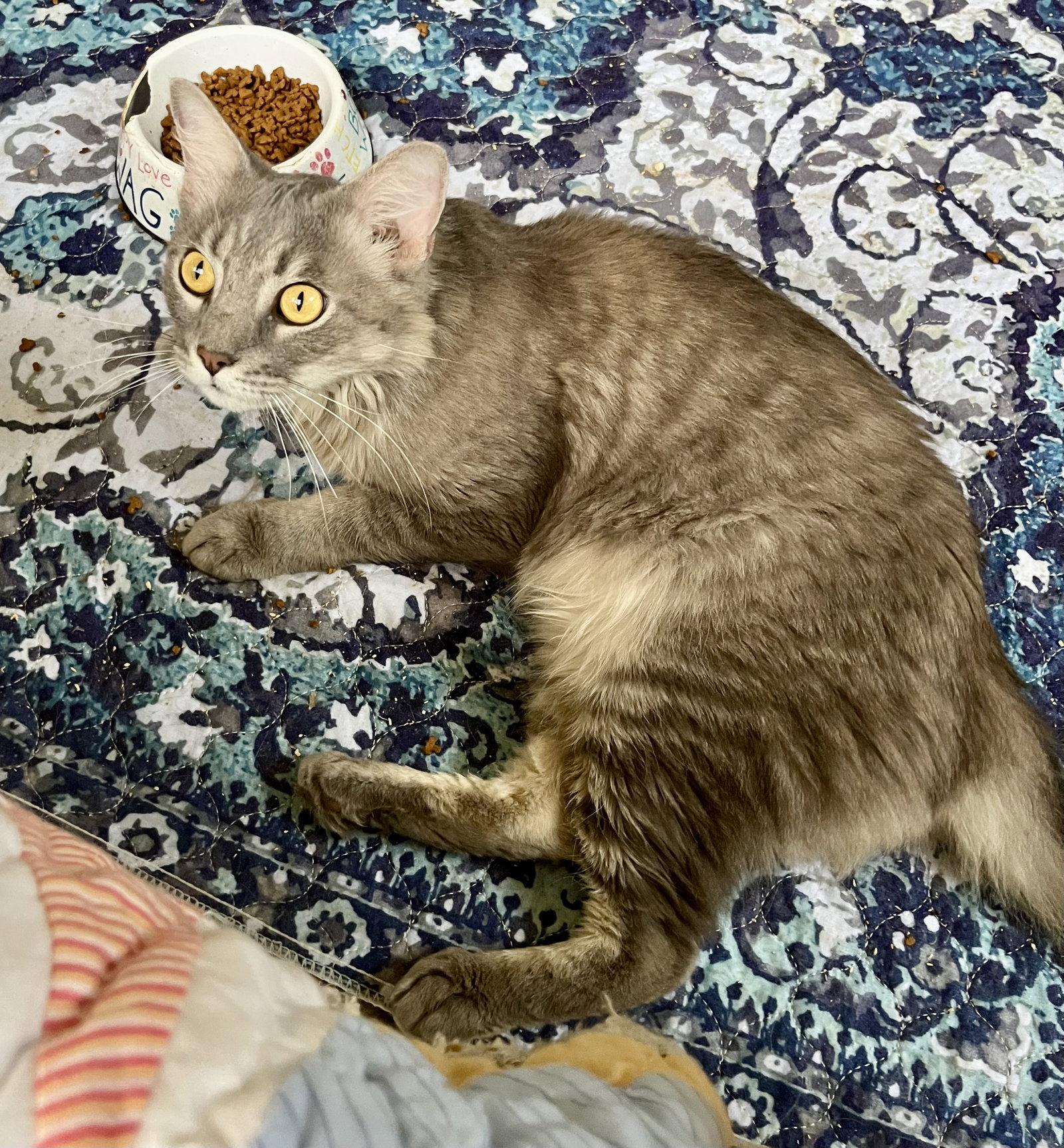 Enlarge Oscar, a Adoptable Domestic Medium Hair in Rural Hall, NC image 2/2