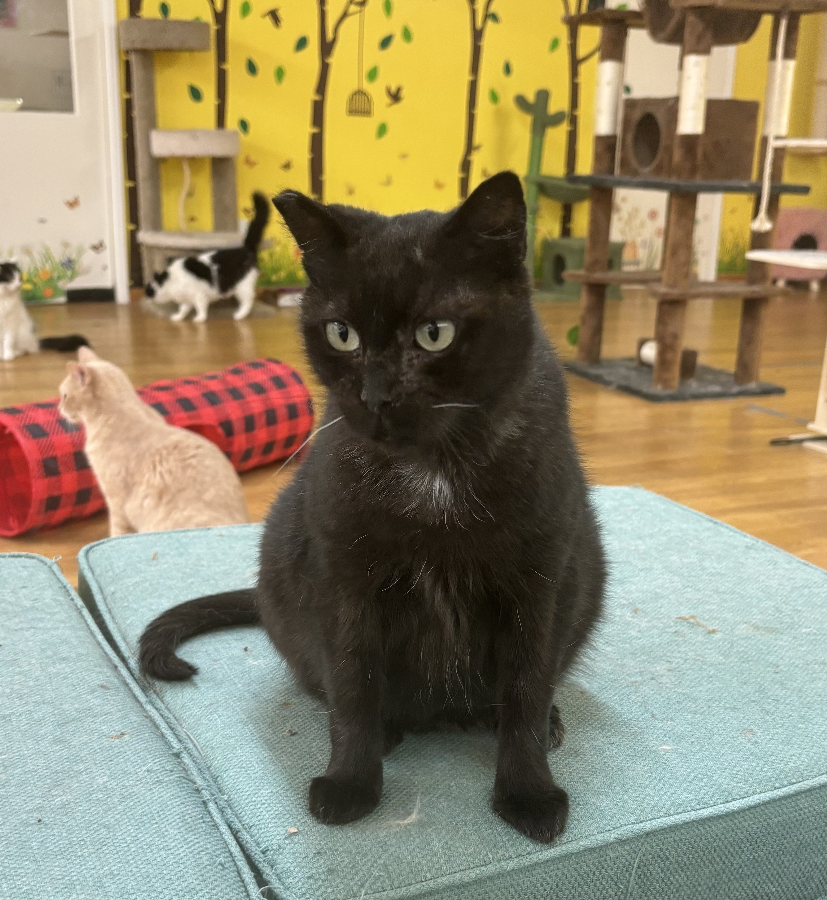 Enlarge Sabrina, a Adoptable Domestic Short Hair in Whittier, CA image 1/5