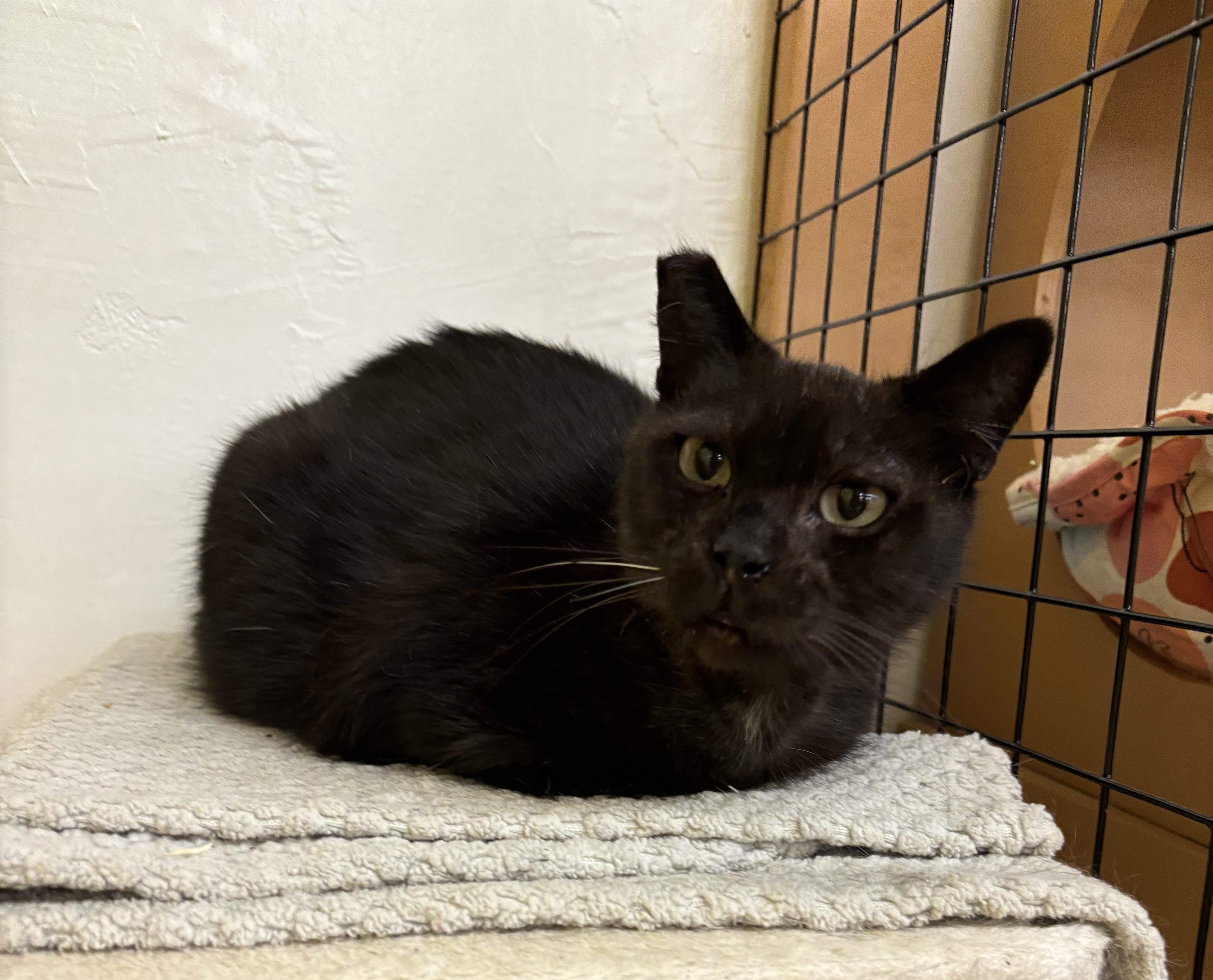 Enlarge Sabrina, a Adoptable Domestic Short Hair in Whittier, CA image 2/5