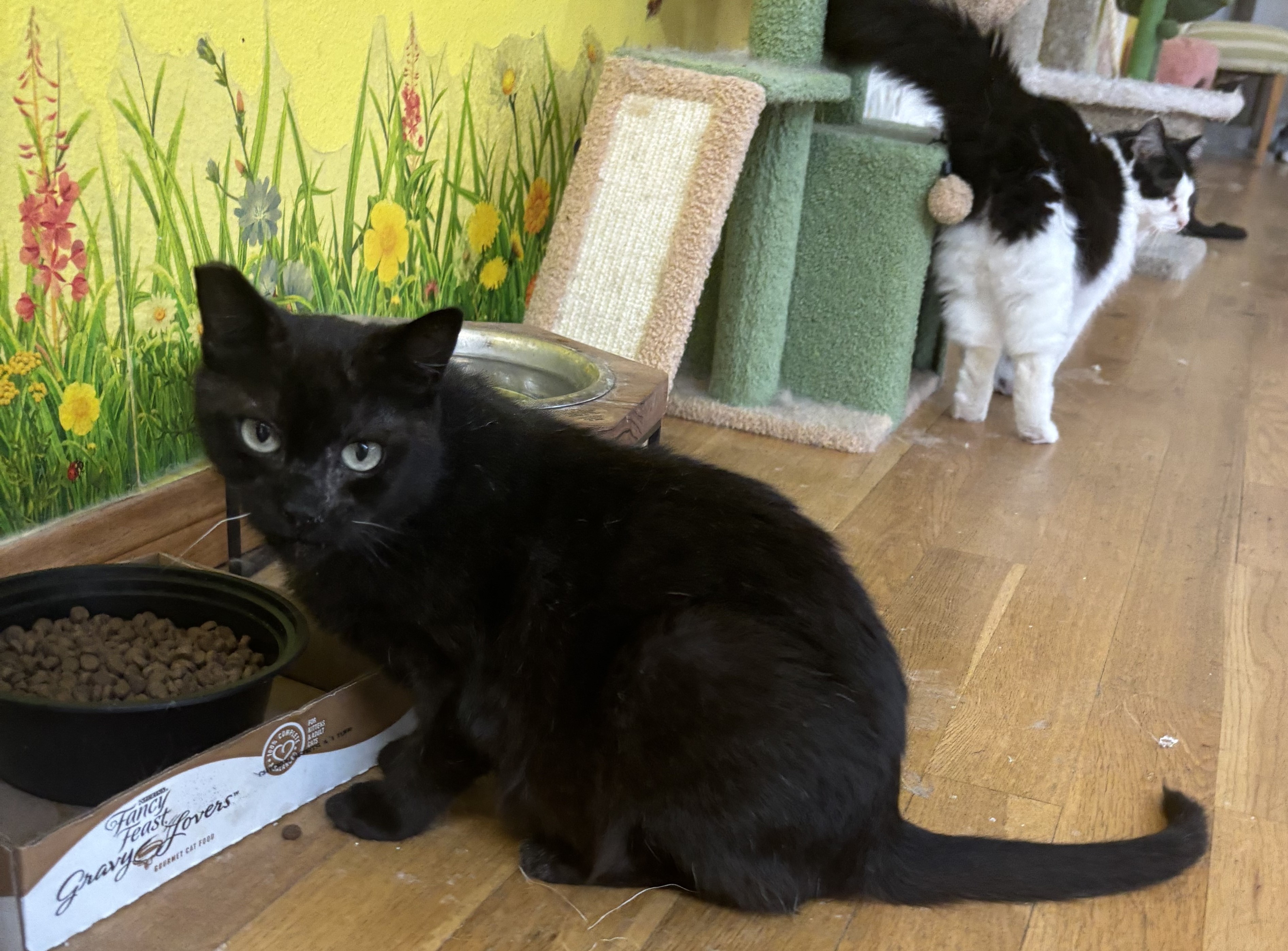 Enlarge Sabrina, a Adoptable Domestic Short Hair in Whittier, CA image 4/5