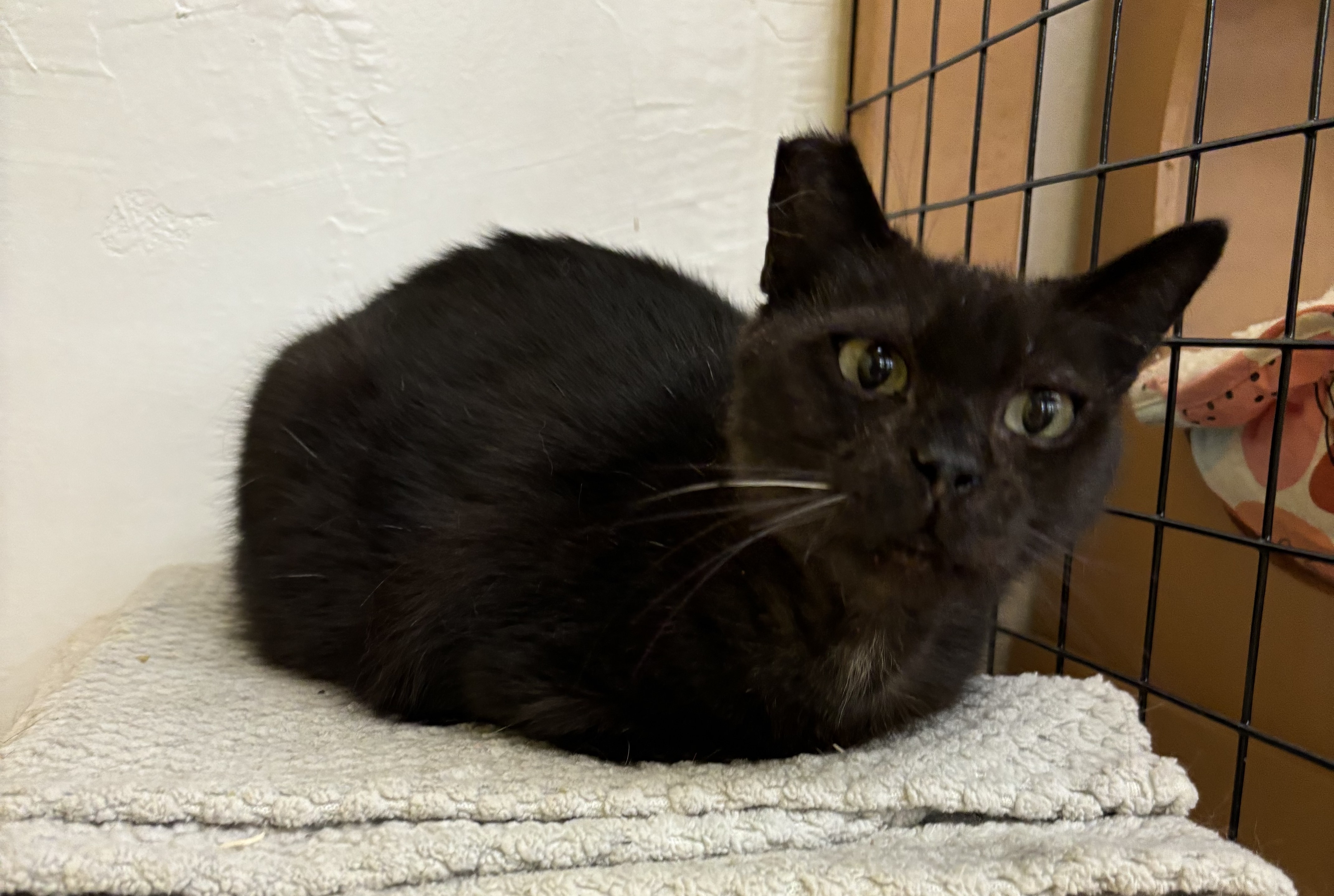 Enlarge Sabrina, a Adoptable Domestic Short Hair in Whittier, CA image 5/5