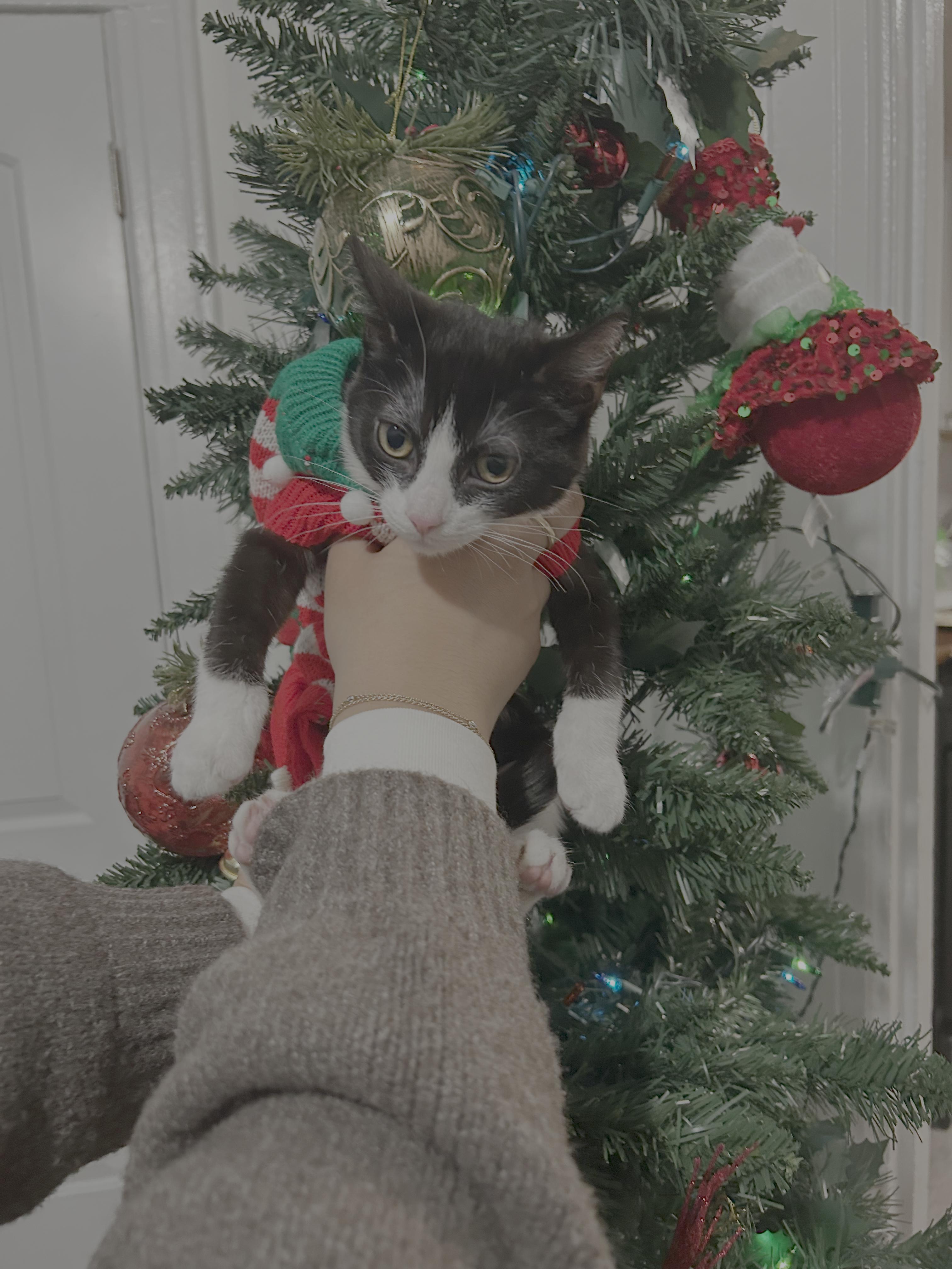 Enlarge Nari, an adopted American Shorthair in Long Island City, NY image 3/4