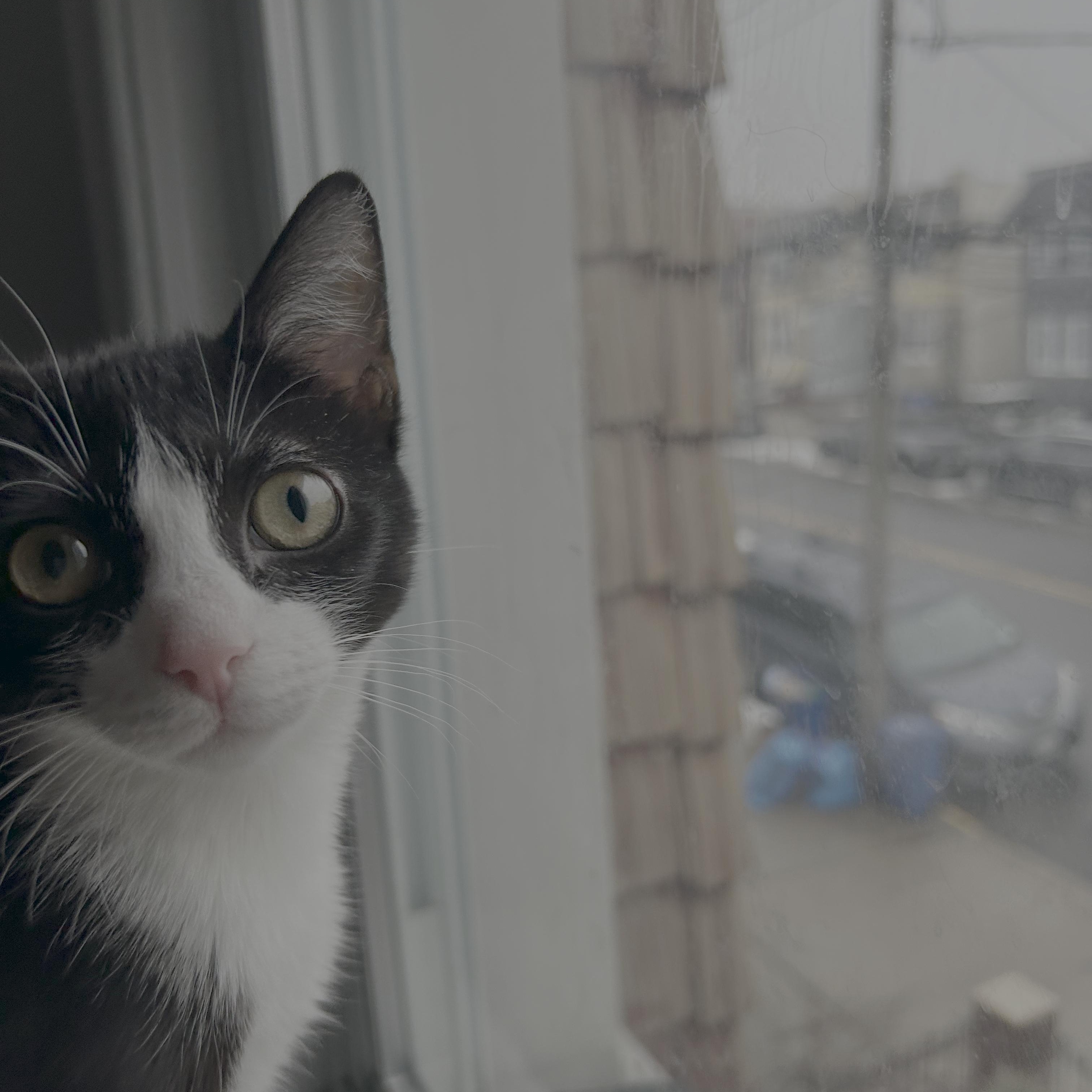 Enlarge Nari, an adopted American Shorthair in Long Island City, NY image 1/4