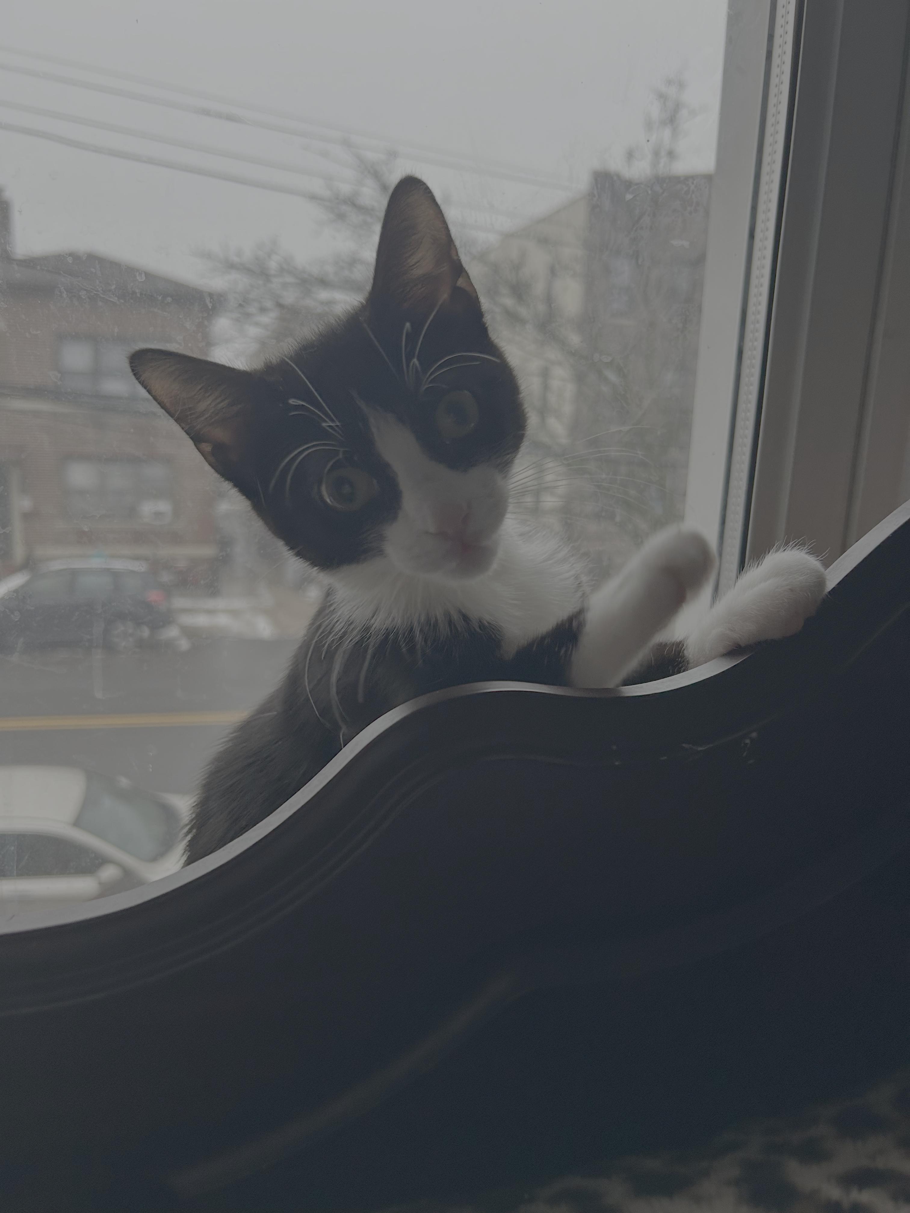 Enlarge Nari, an adopted American Shorthair in Long Island City, NY image 2/4