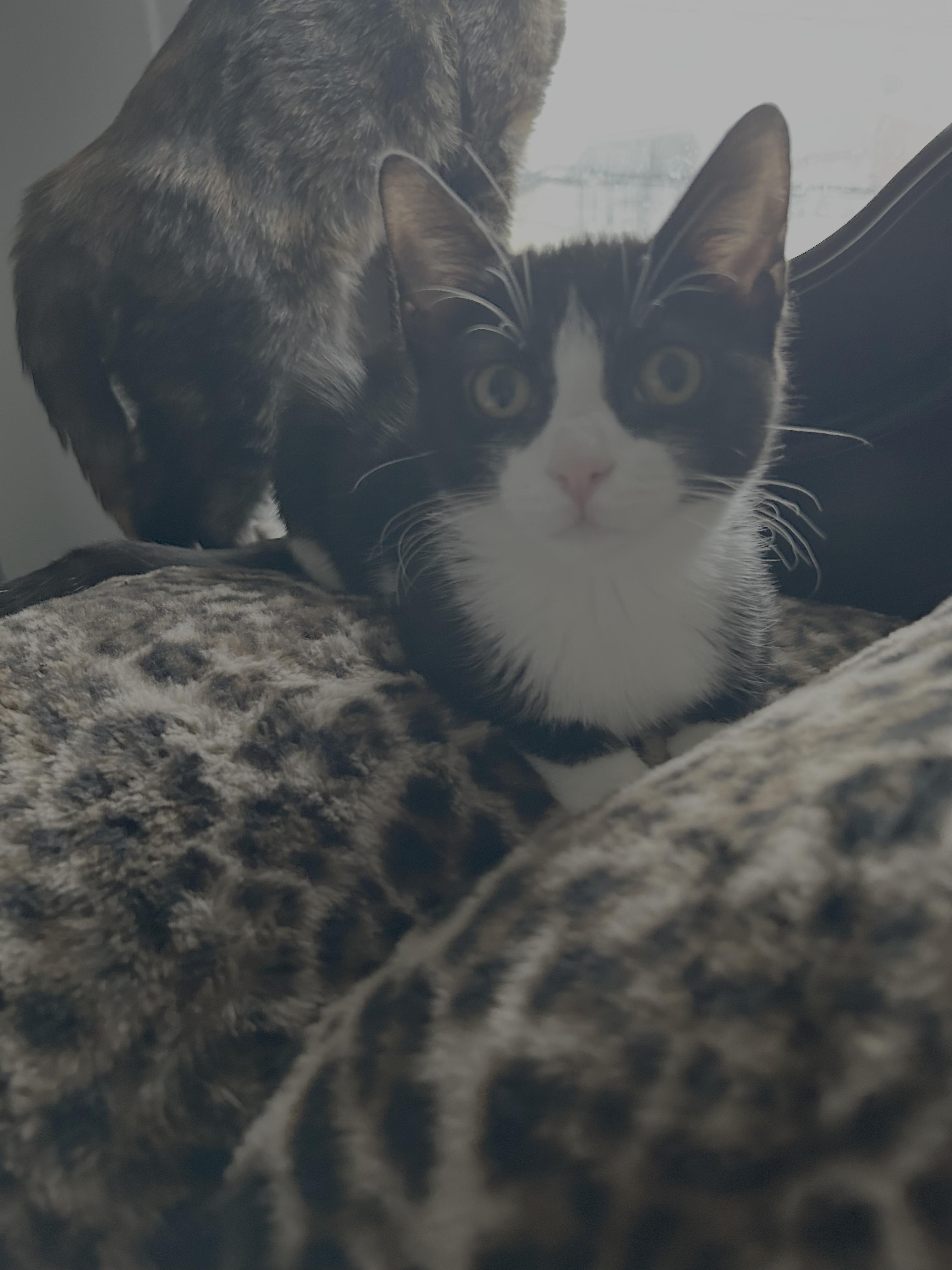 Enlarge Nari, an adopted American Shorthair in Long Island City, NY image 4/4